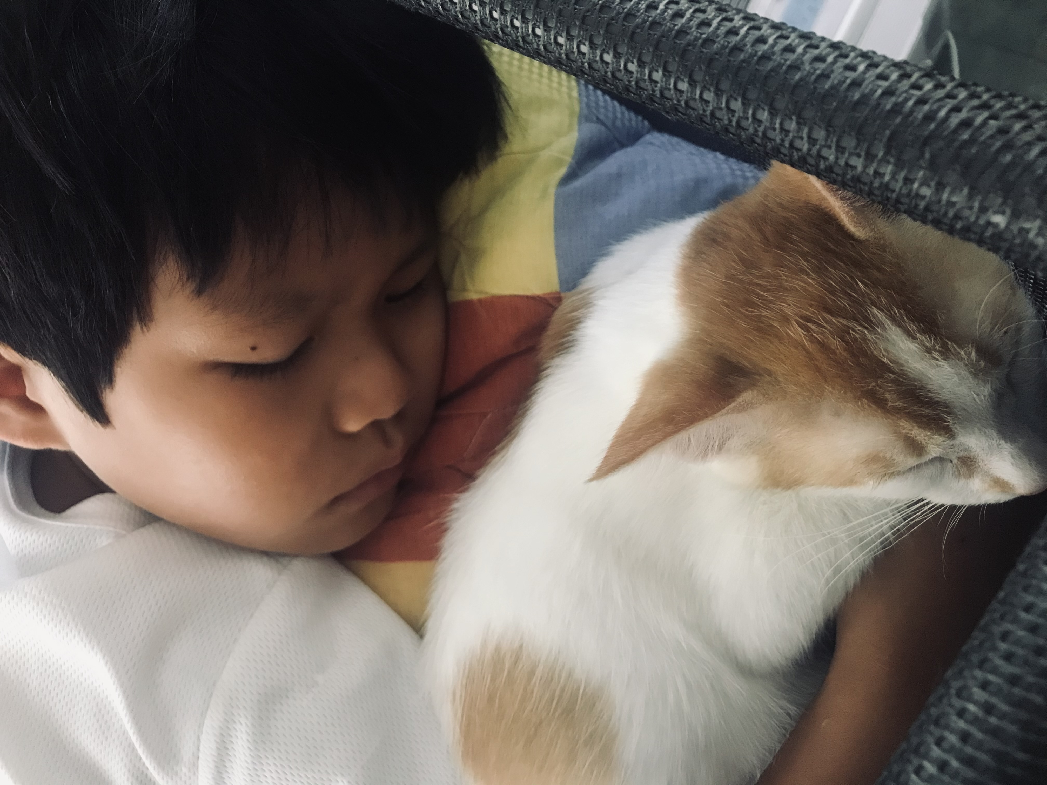 Child sleeping with ginger and white cat. 