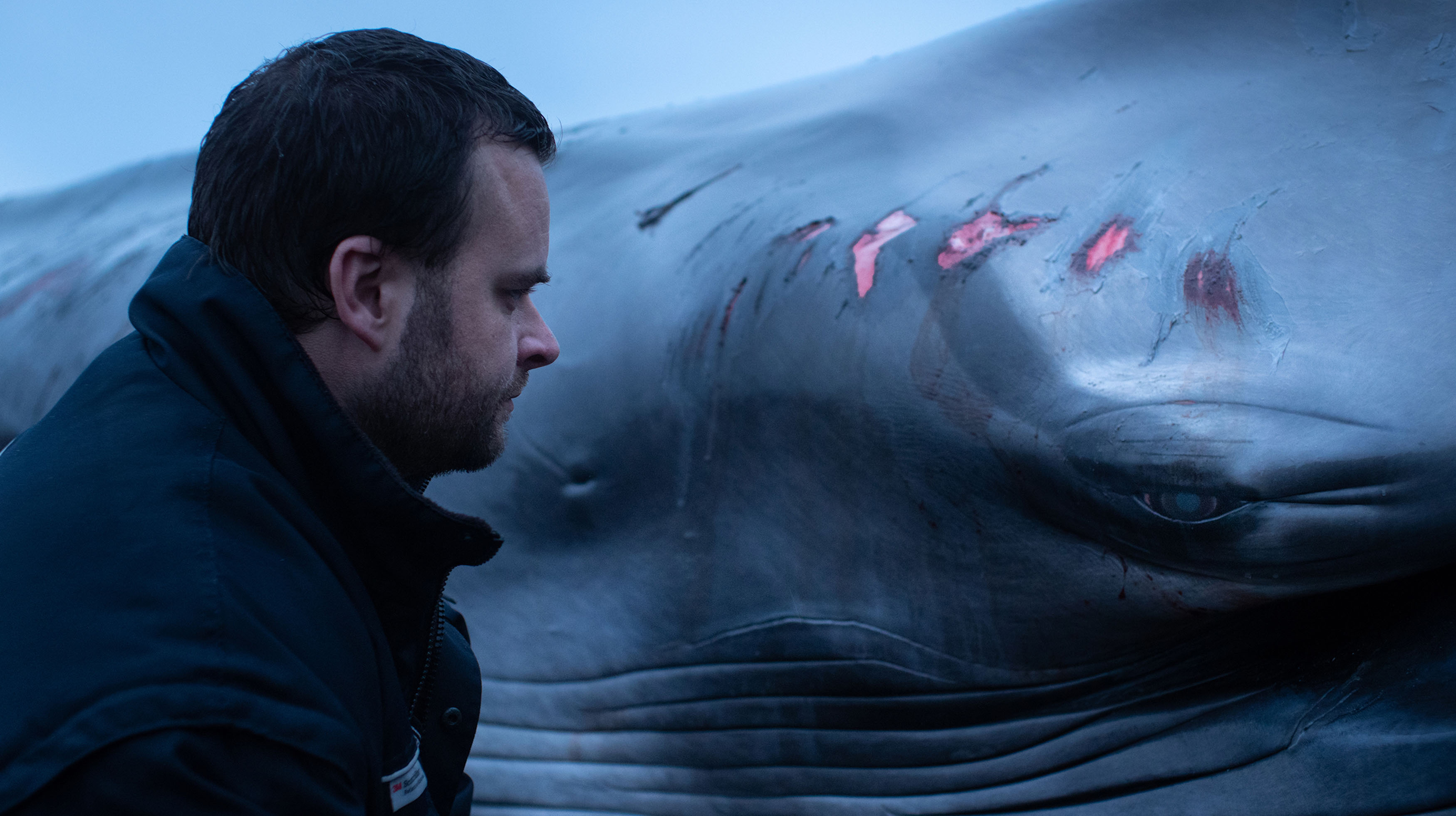 A man looks into the eye of a whale. The whale has grazes and open wounds along its body.