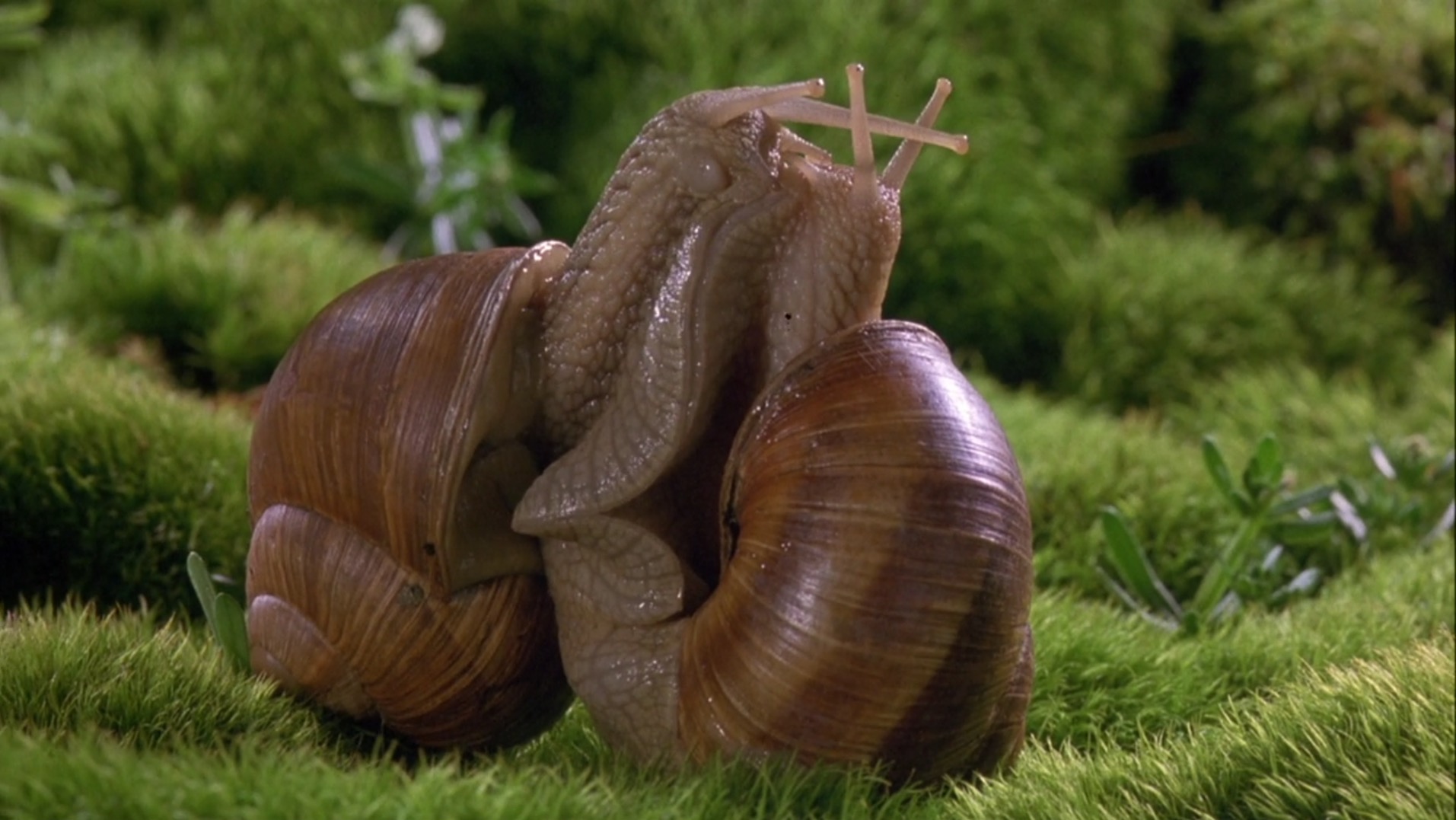 Two large snails pictured up close in grass, with their bodies pressed against each other. 