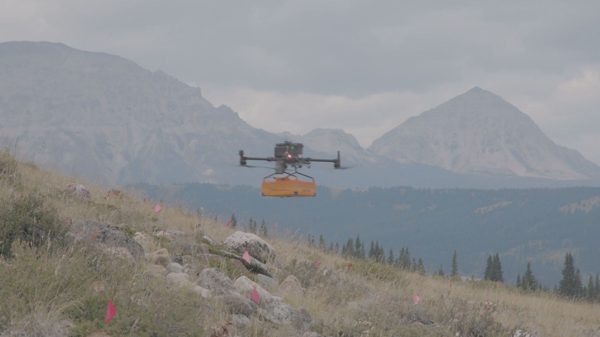 A drone carrying an orange and yellow box hovers above a rocky, grassy hillside marked with pink survey flags, with pine trees and towering mountains in the background under a cloudy sky.
