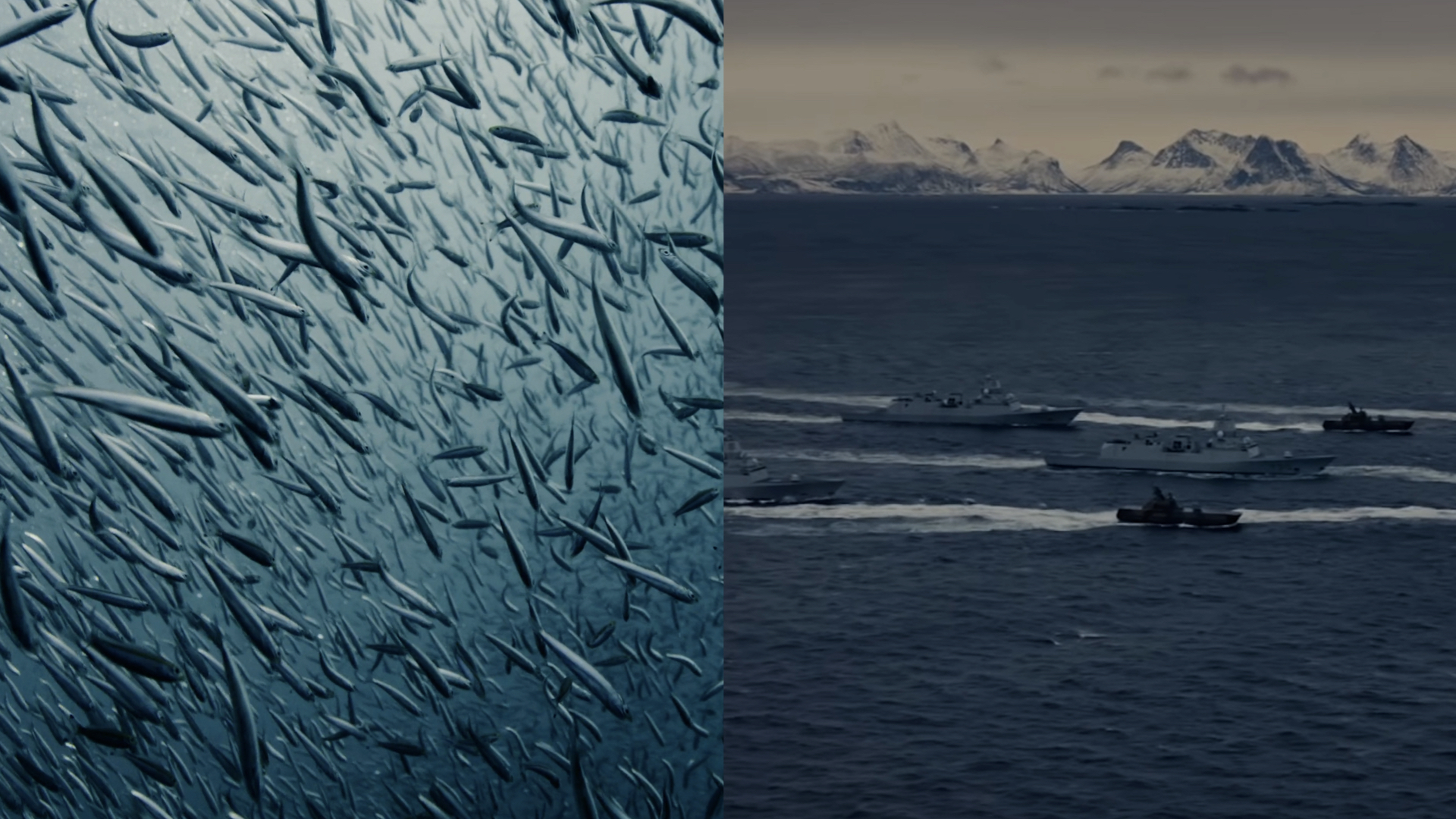 On the left, a large school of fish swimming in the ocean, creating a dense, fluid pattern in the water. On the right side, a fleet of military ships moves across the open sea, with snow-capped mountains in the background.