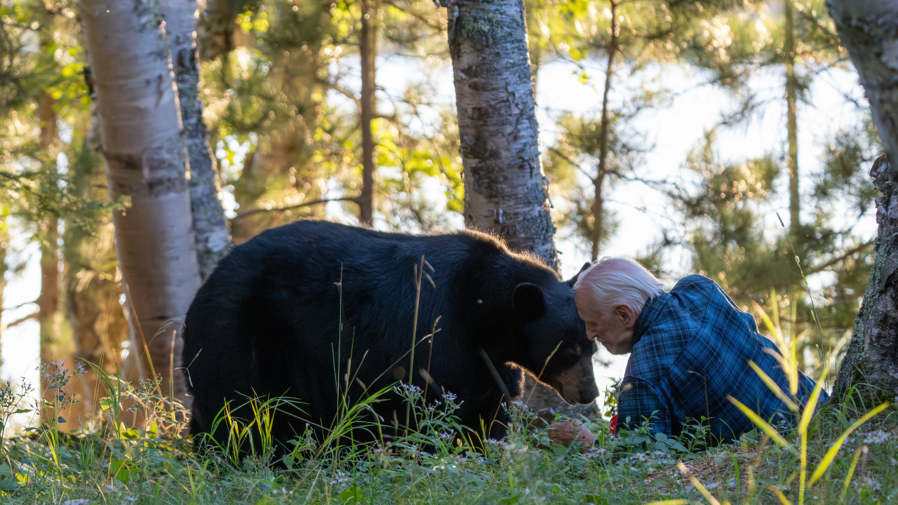 An elderly man kneels in a sunlit forest, gently touching foreheads with a black bear among the trees