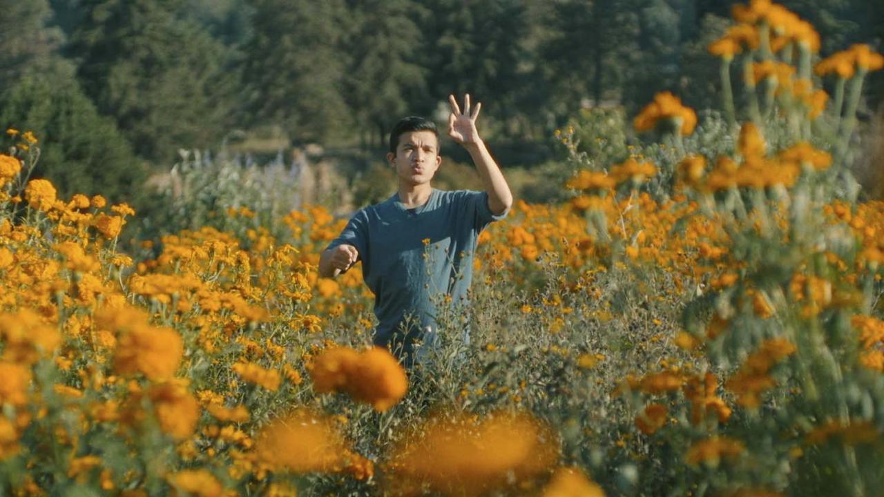 Image of a man in a field of yellow flowers. He is wearing a blue shirt and is signing with both hands.