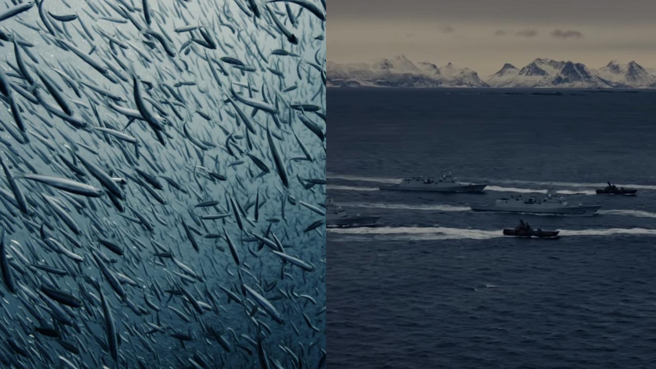 On the left, a large school of fish swimming in the ocean, creating a dense, fluid pattern in the water. On the right side, a fleet of military ships moves across the open sea, with snow-capped mountains in the background.