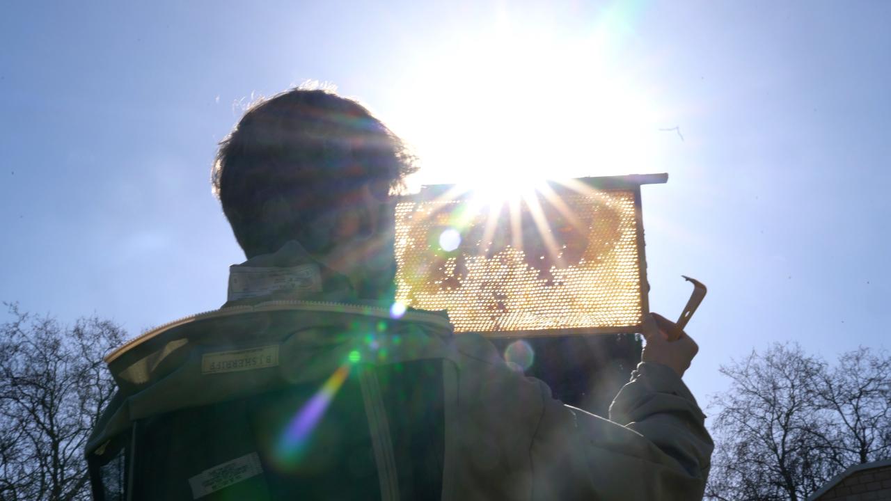 A backlit figure, presumably a beekeeper, from the suit they are wearing, are inspecting a honeycomb frame under the intense midday sun. The sunlight piercing through the comb creates a radiant, almost celestial glow.
