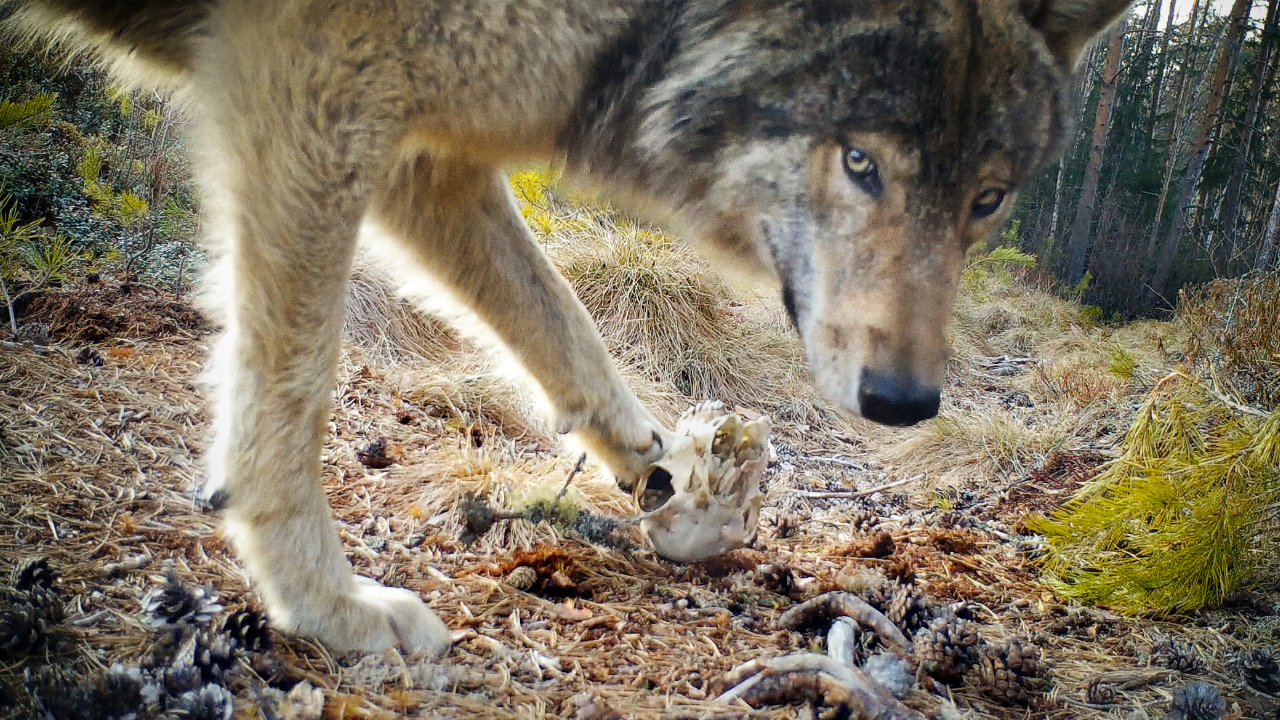 A close-up of a wolf in a forest, lowering its head to sniff or inspect a small skull on the ground. Pinecones, dry grass, and trees surround the scene, suggesting a natural woodland setting.