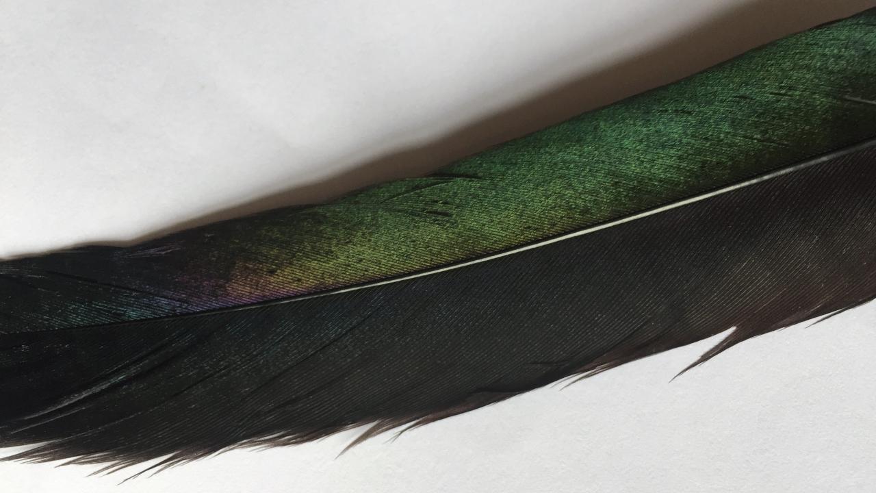 Duncan Marquiss magpie feather.jpg