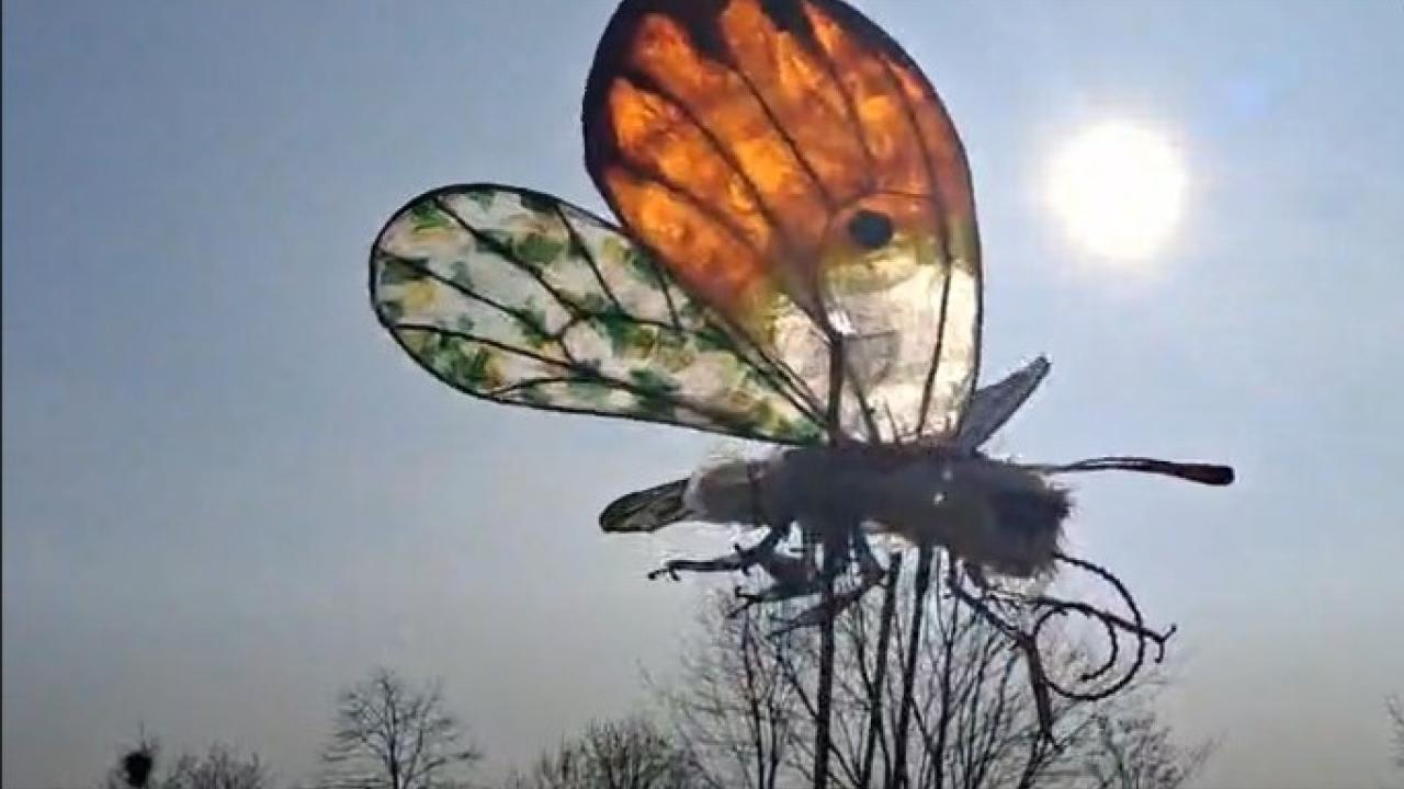 PATRICK AMBER butterfly.jpg