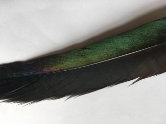 Duncan Marquiss magpie feather.jpg