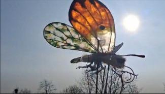 PATRICK AMBER butterfly.jpg